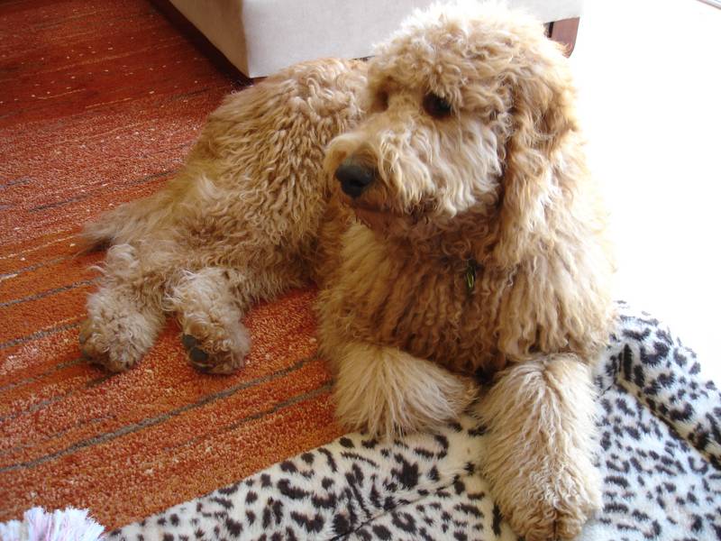 shaggy dog breeds large